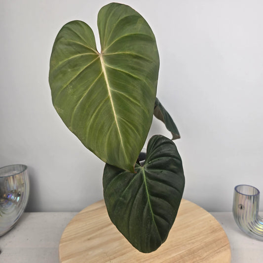 Philodendron Pink Glory (RC)