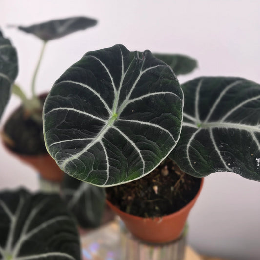 Alocasia 'Black Velvet'