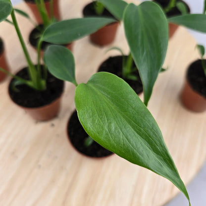 Monstera Burle Marx Flame 'S'