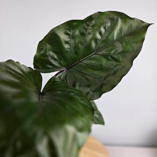 Alocasia 'Metalhead'