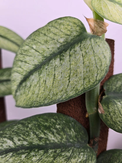 Rhaphidophora hongkongensis 'Variegata'