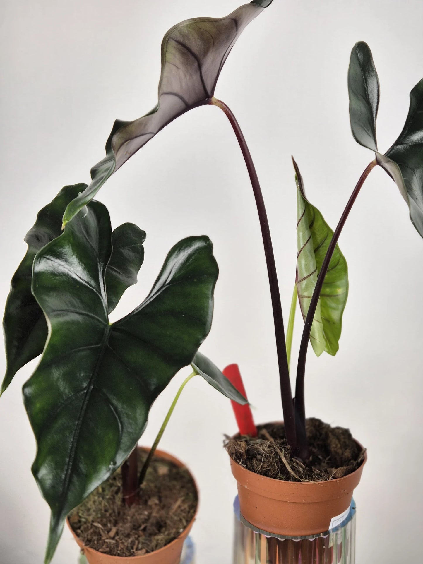 Alocasia princeps 'Purple Cloak'