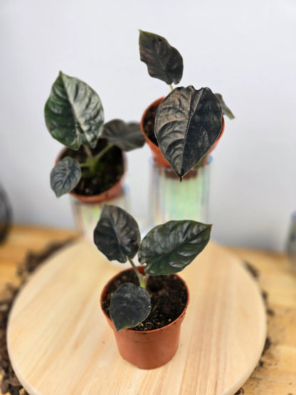 Alocasia infernalis 'Black Magic'