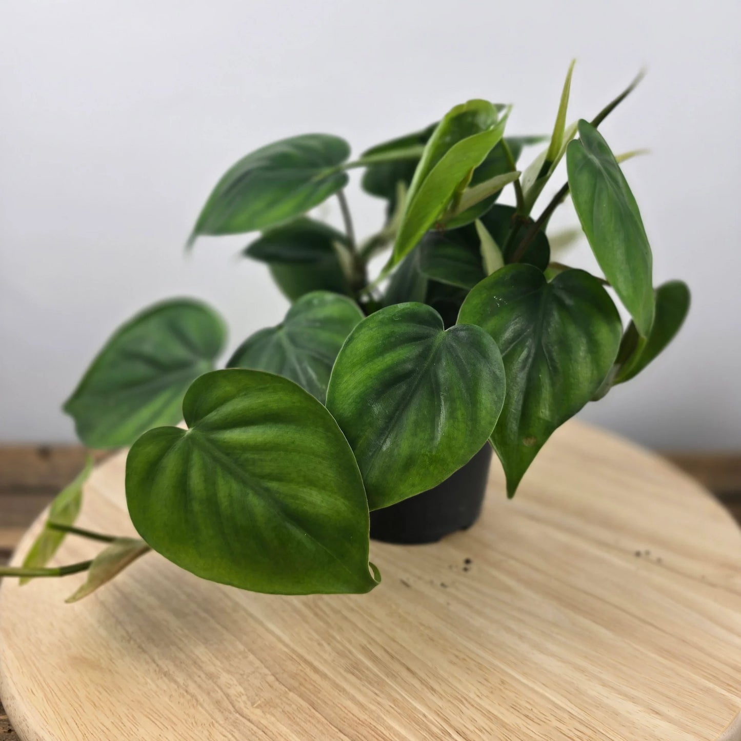 Philodendron scandens
