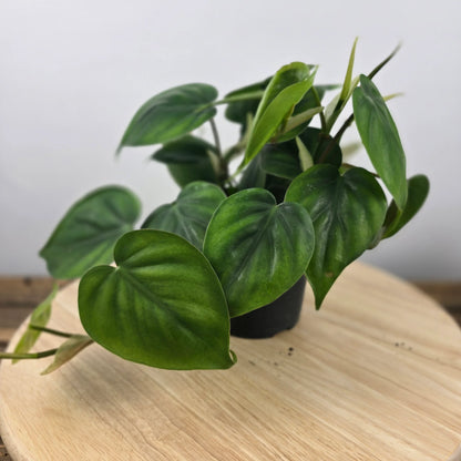 Philodendron scandens