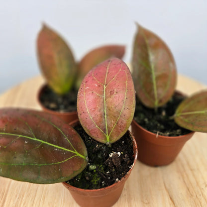 Hoya Tequlia Sunrise