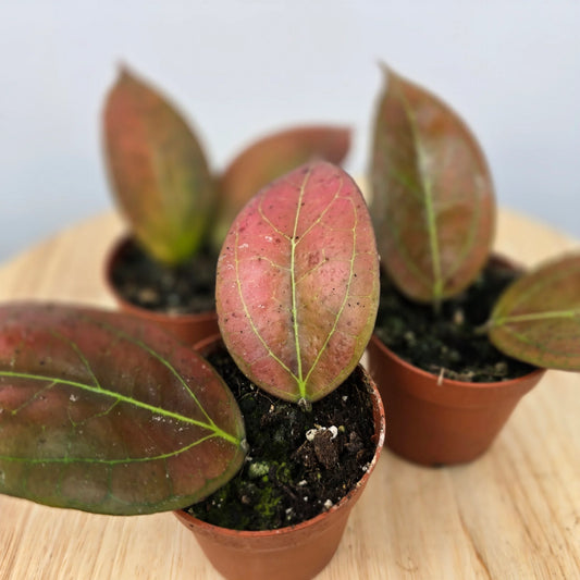 Hoya Tequlia Sunrise