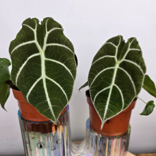 Alocasia 'Watsoniana'