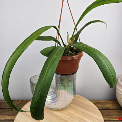 Anthurium vittariifolium