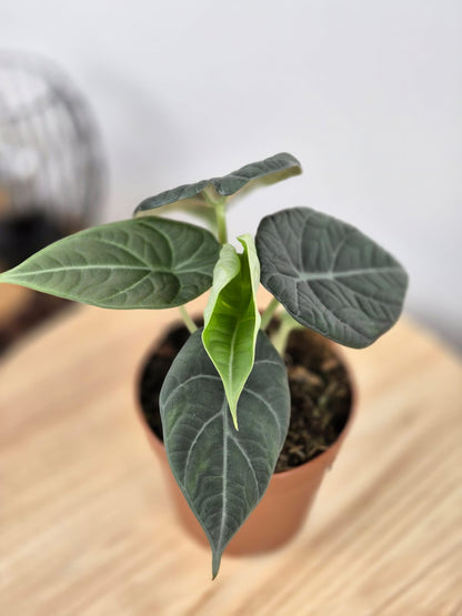 Alocasia Maharani