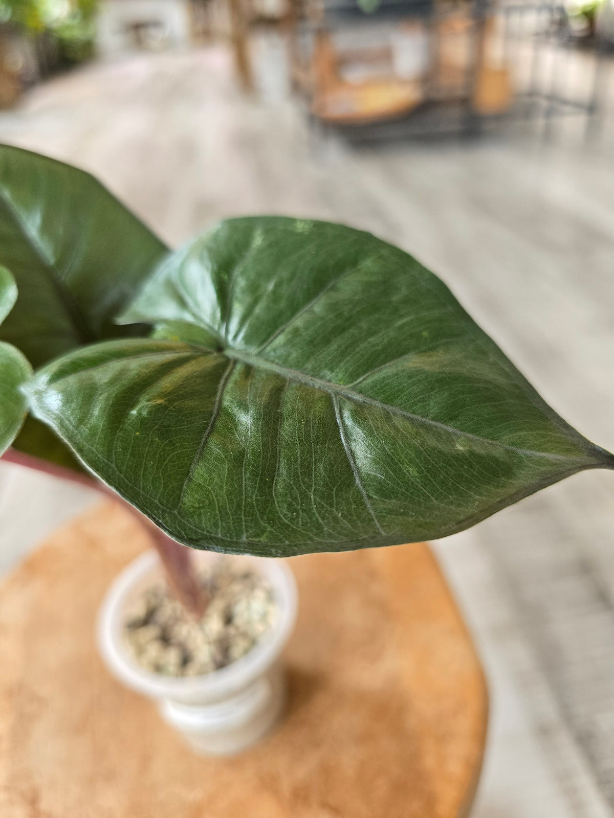 Alocasia Yucatan Princess (ex variegata)