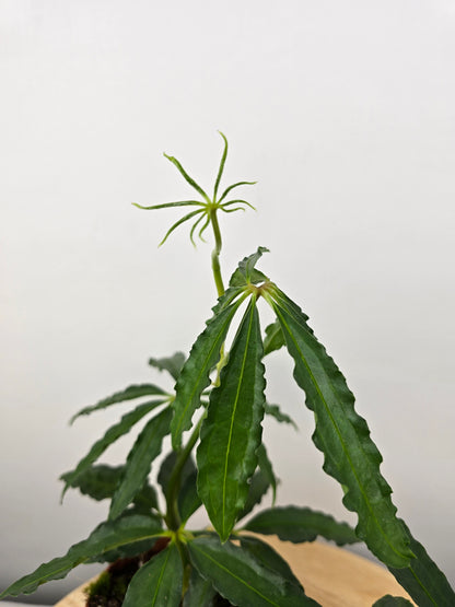 Anthurium polyschistum