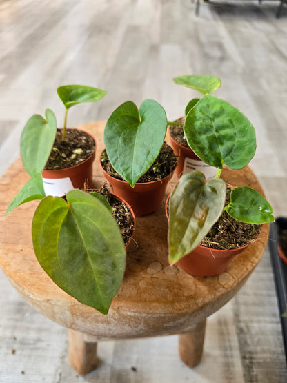 Anthurium Dressleri