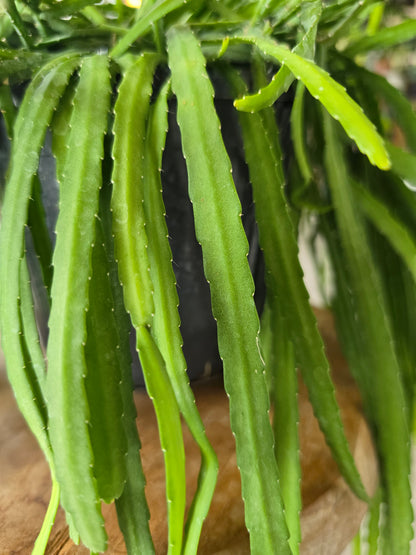 Lepismium bolivianum (syn. Pfeiffera boliviana)