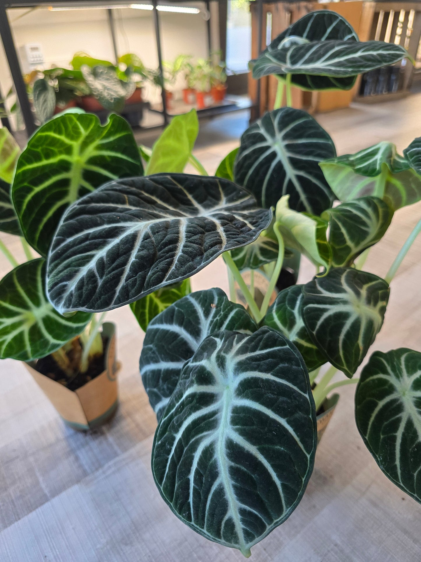Alocasia reginula Ninja