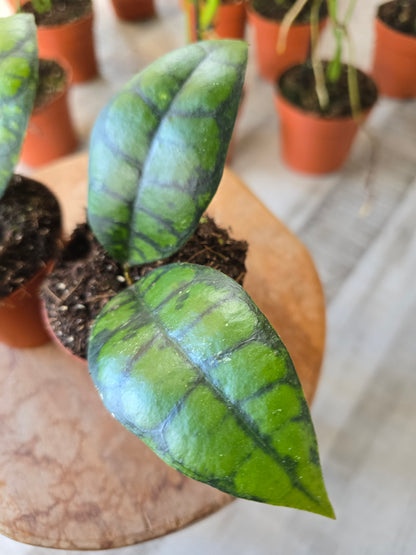Hoya callistophylla 'Black Cat'