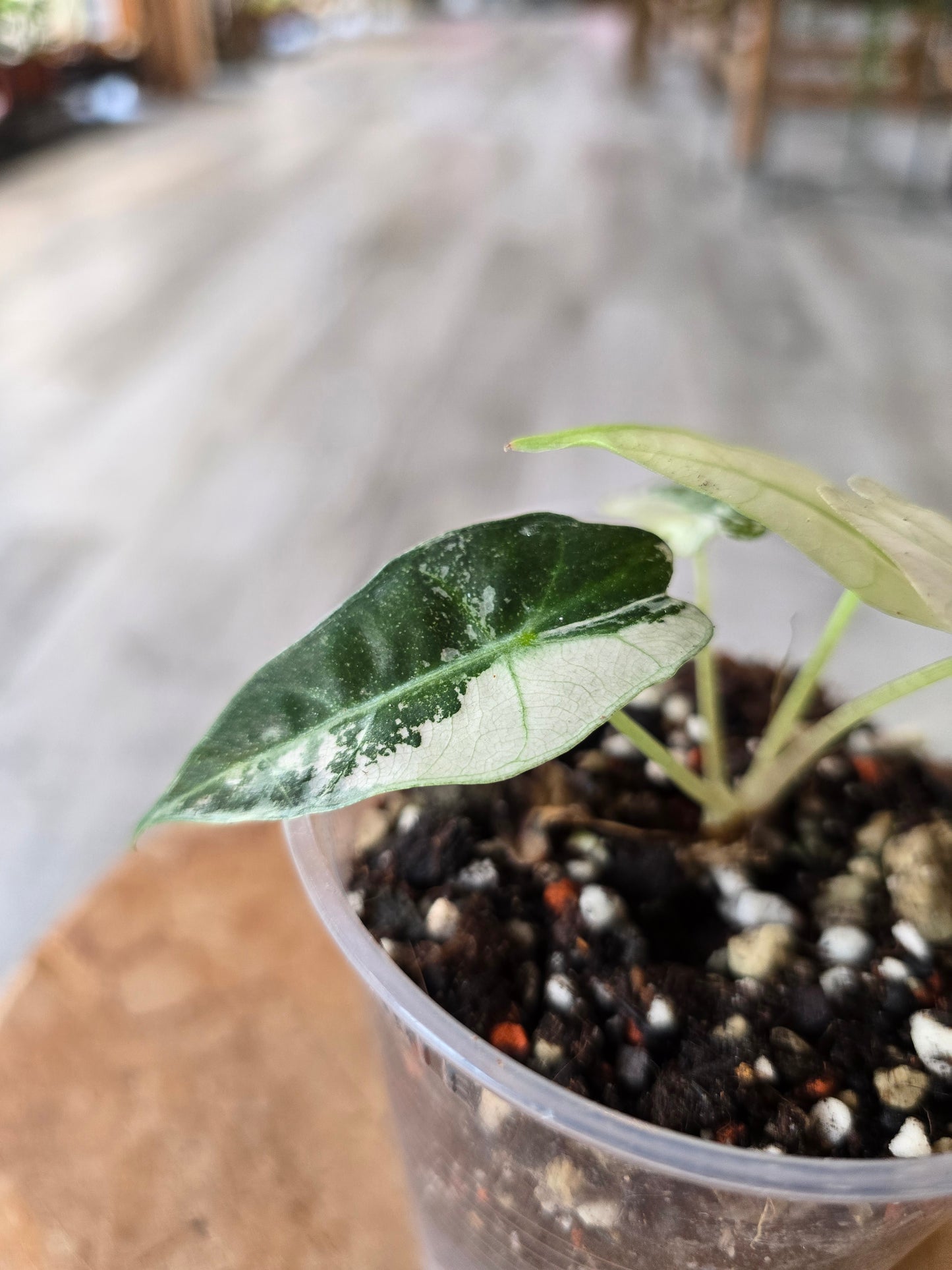 Alocasia Polly Pink Variegata (high variegated P1)