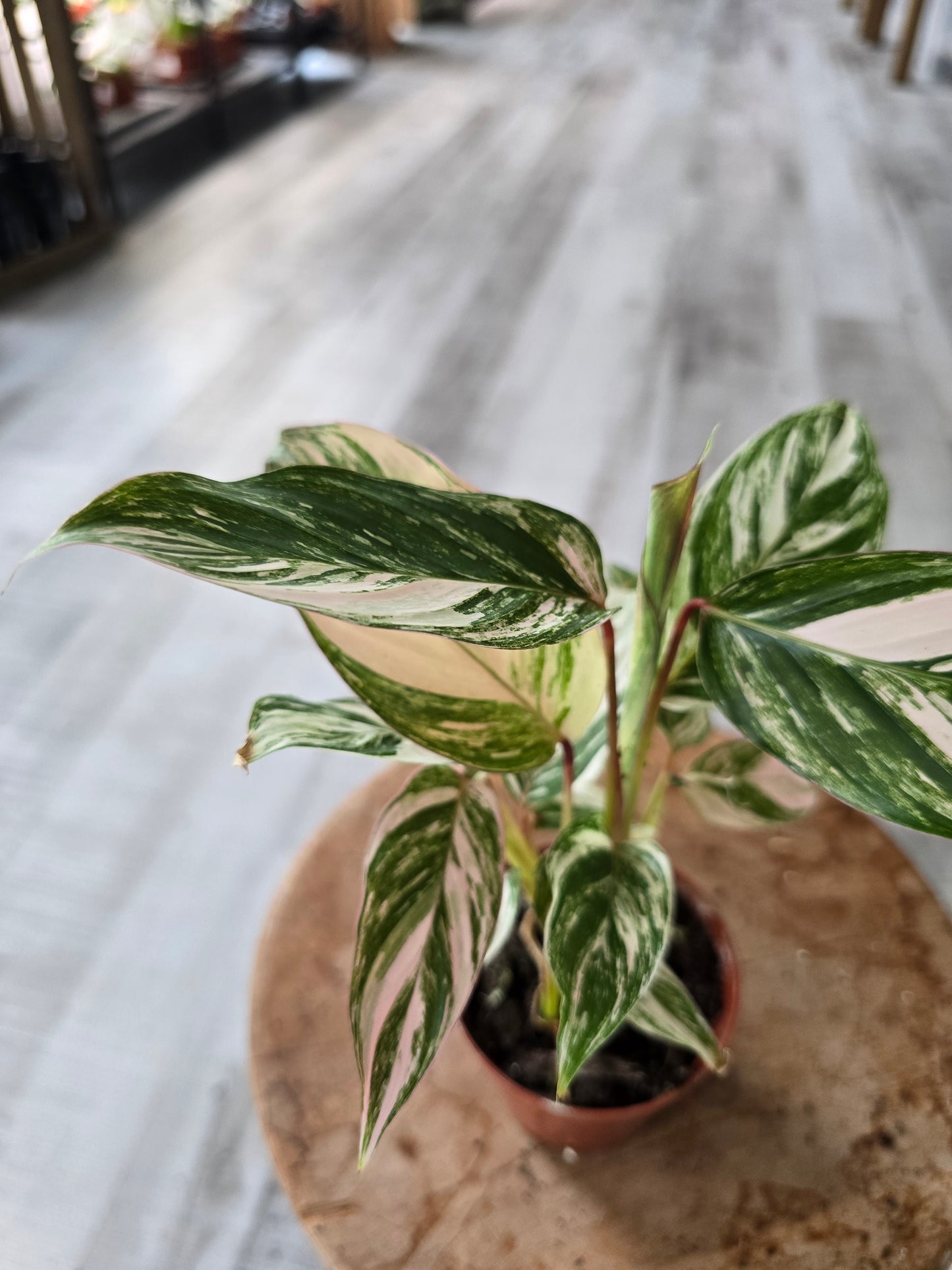 Calathea Glaza