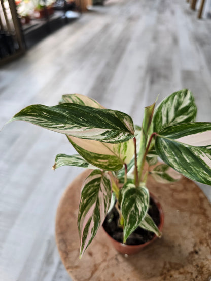 Calathea Glaza