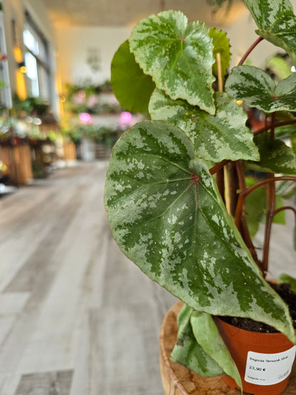 Begonia 'Temuyuk Silver'
