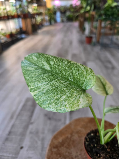 Monstera Deliciosa mint