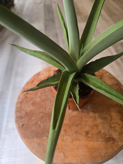 Sansevieria Swan Dancer