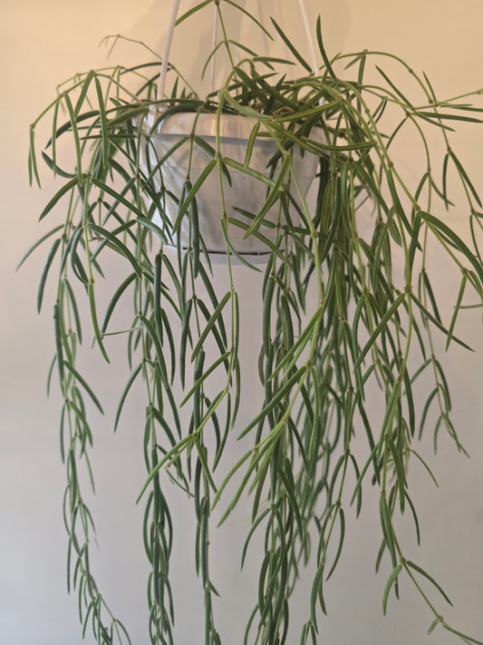 Hoya Linearis