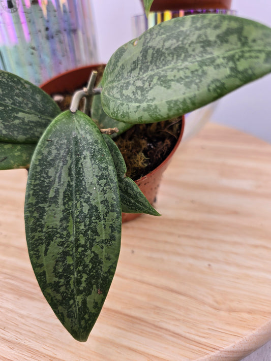 Hoya wibergiae