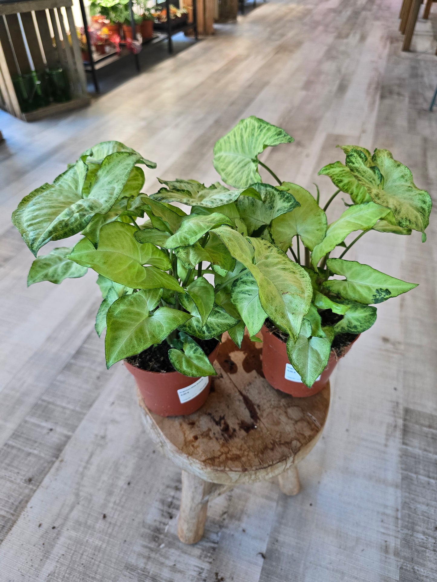 Syngonium White Butterfly