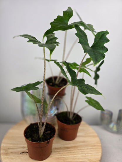 Alocasia nycteris 'Bat Wing'