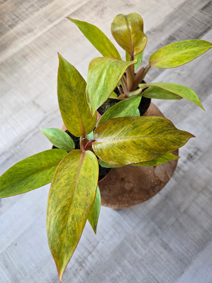 Philodendron Orange Marmalade