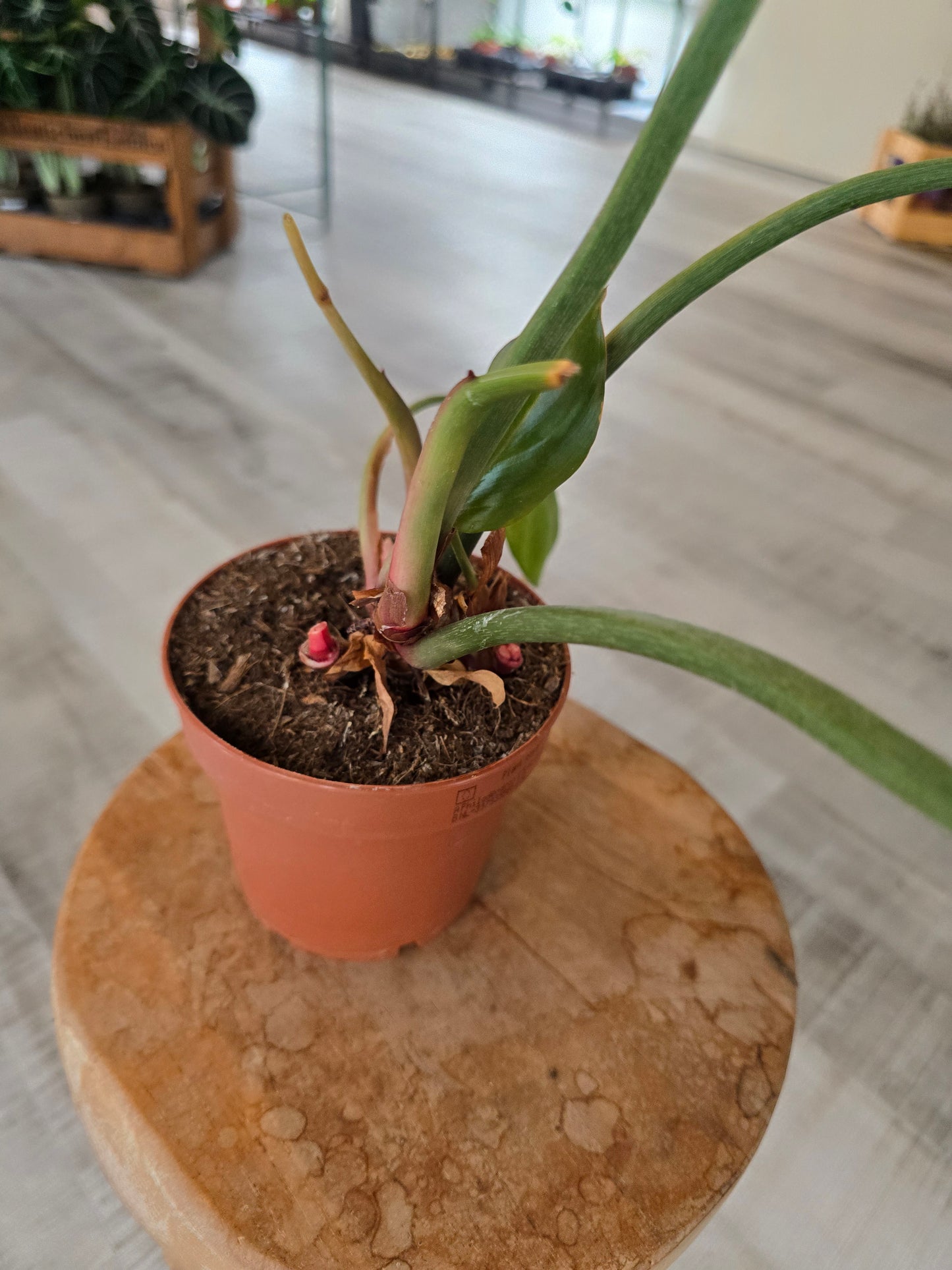 Philodendron Summer Glory (SC)