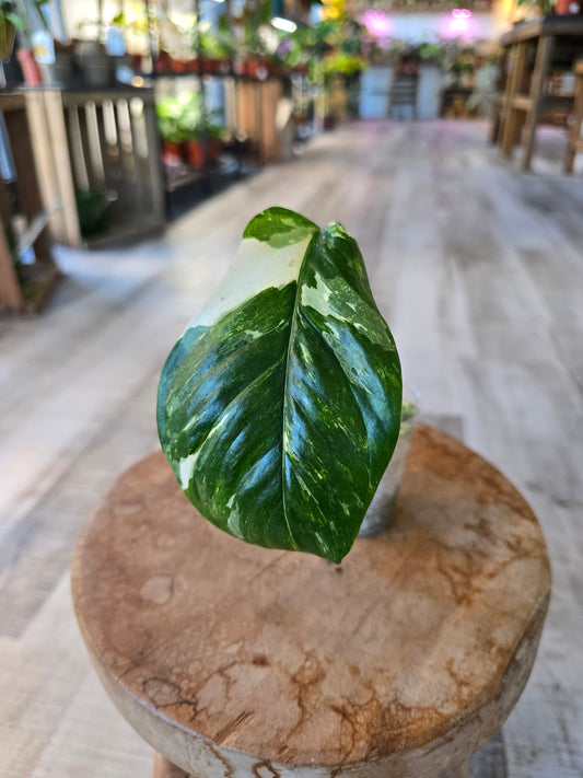 Monstera Lechleriana (RC1)