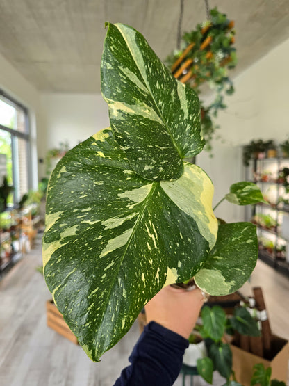 Monstera Thai Constellation