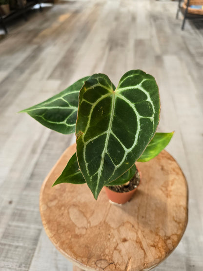 Anthurium Crystallinum
