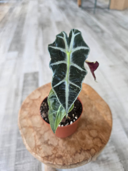Alocasia Polly 'pink variegata'