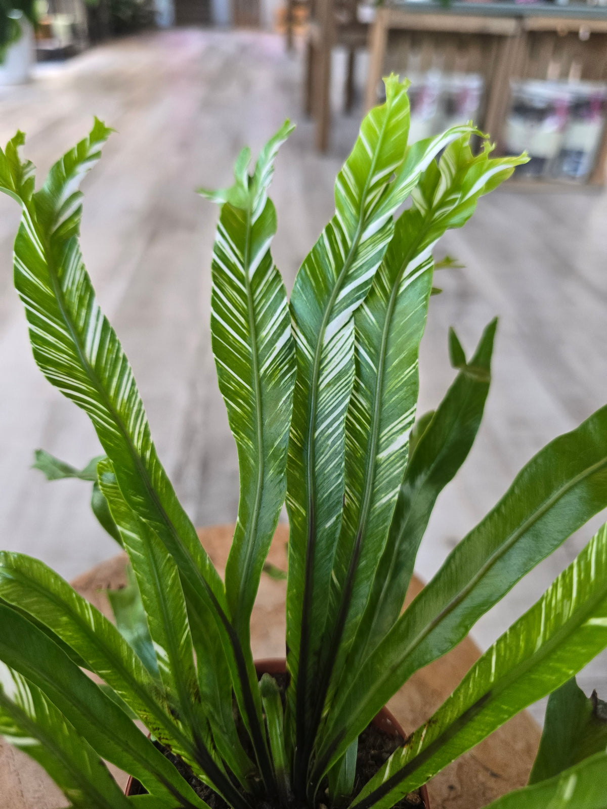 Asplenium Nidus variegata