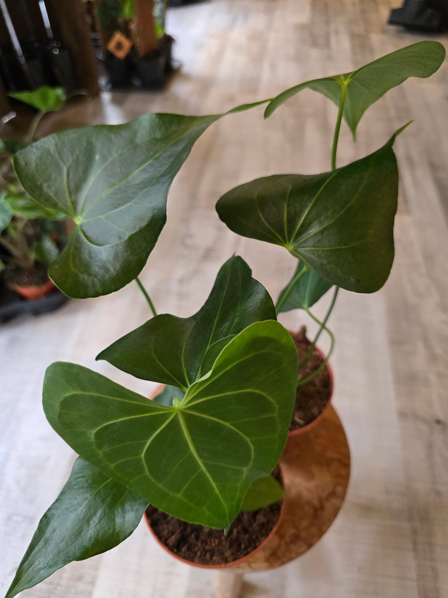 Anthurium clarinervium x pedatoradiatum