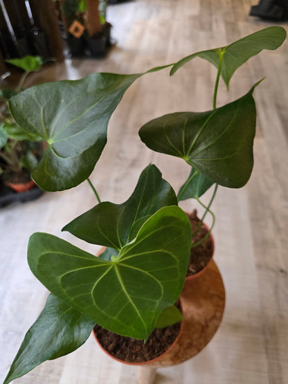 Anthurium clarinervium x pedatoradiatum