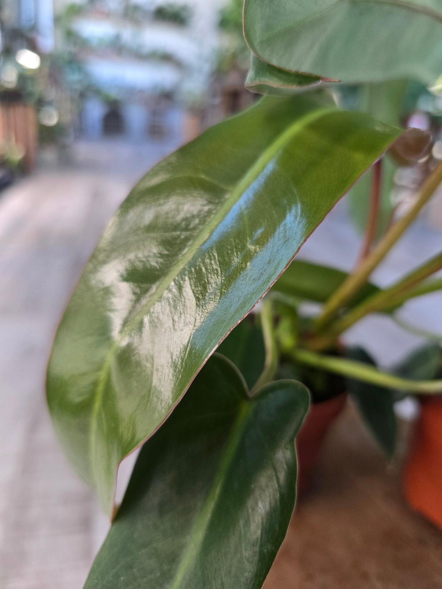 Philodendron spiritus-sancti