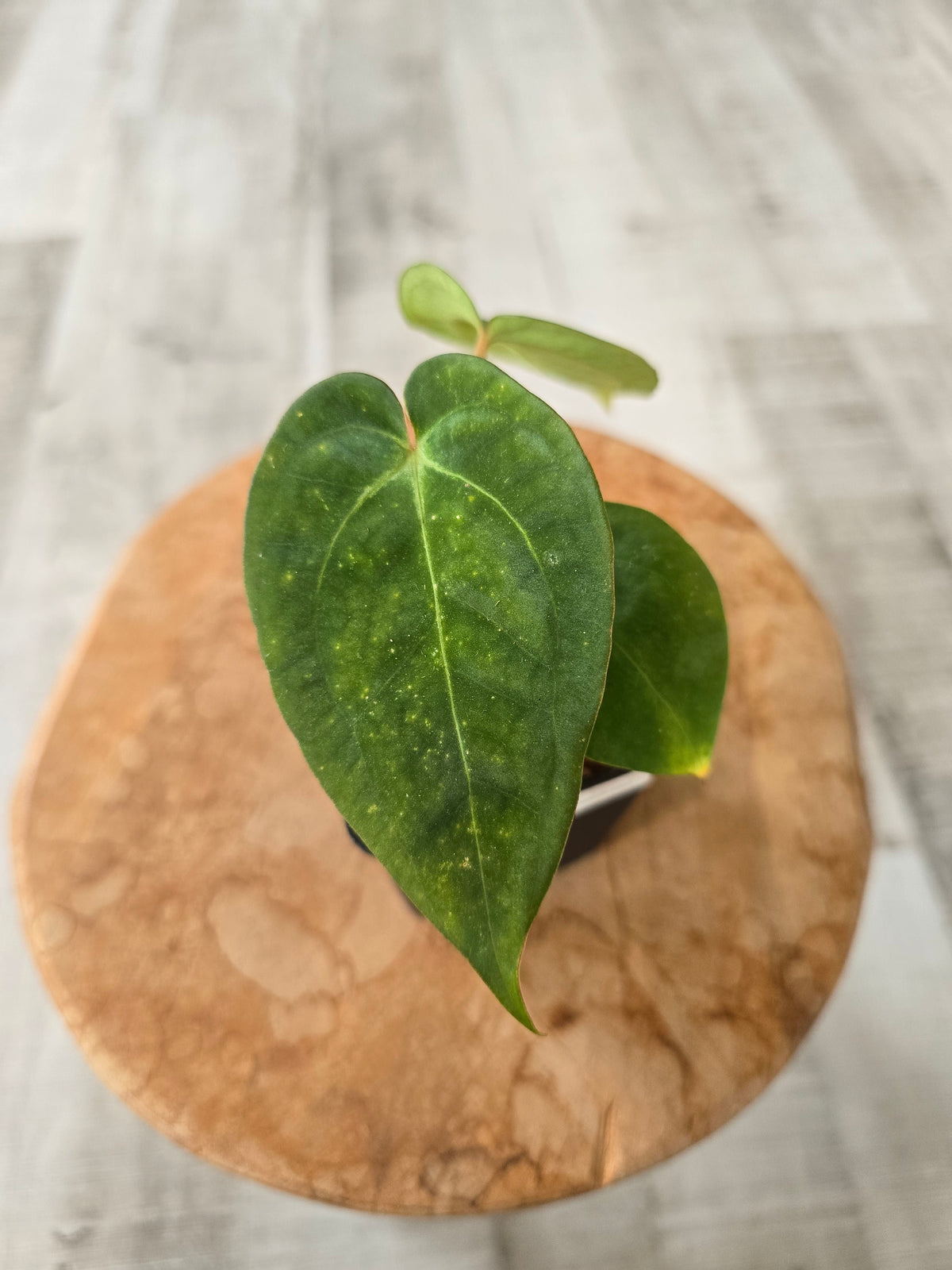 Anthurium Papillilaminum x Silver Blush Mint