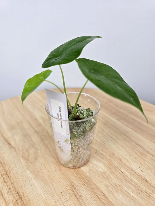 Alocasia clypeolata Green Shield (JP)