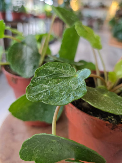 Pilea peperomioides 'Sugar'