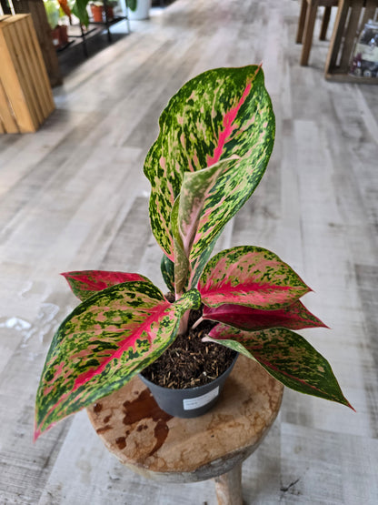 Aglaonema Spring Red