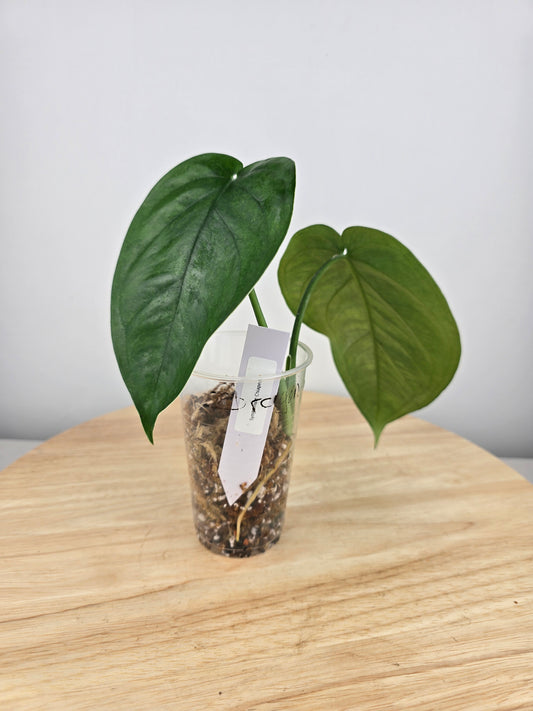 Syngonium Chiapense (JP)