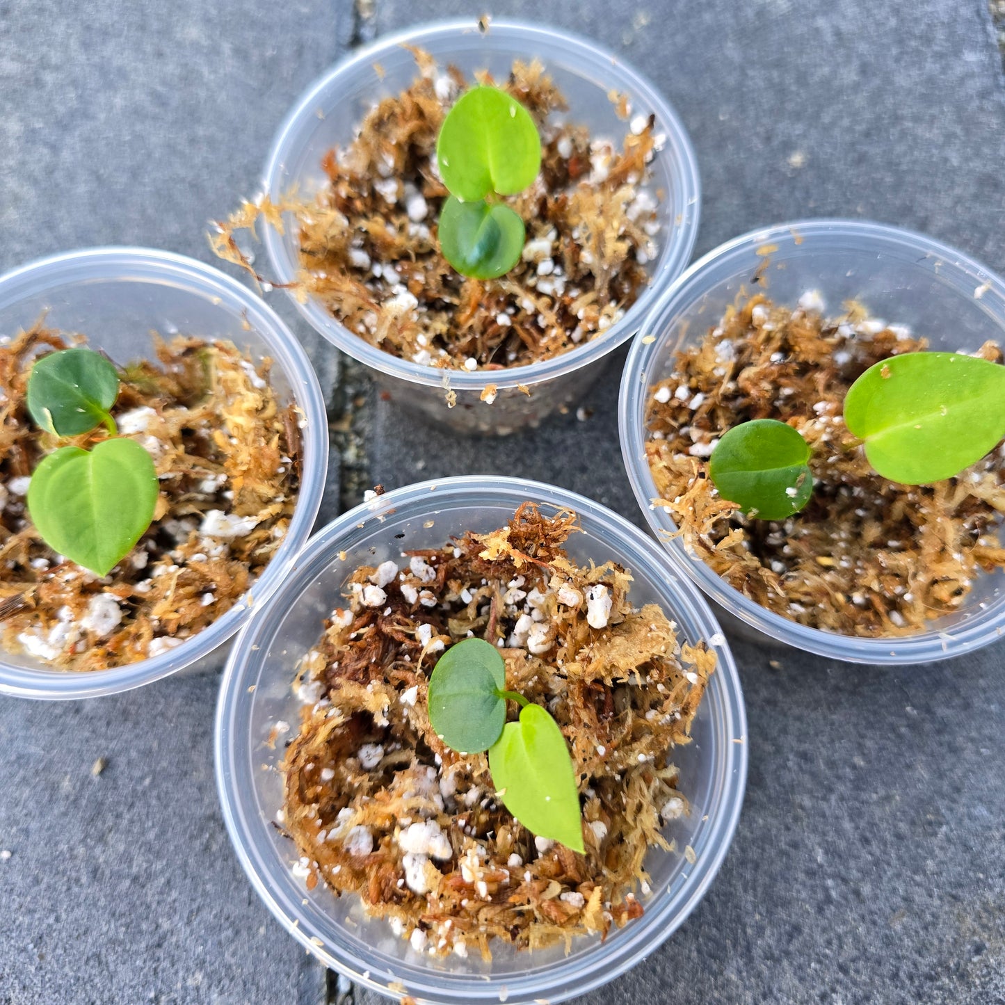 Anthurium (Michelle Hot Pink 23 x Red Velvet Cake 24) x Anthurium Crystal Sky