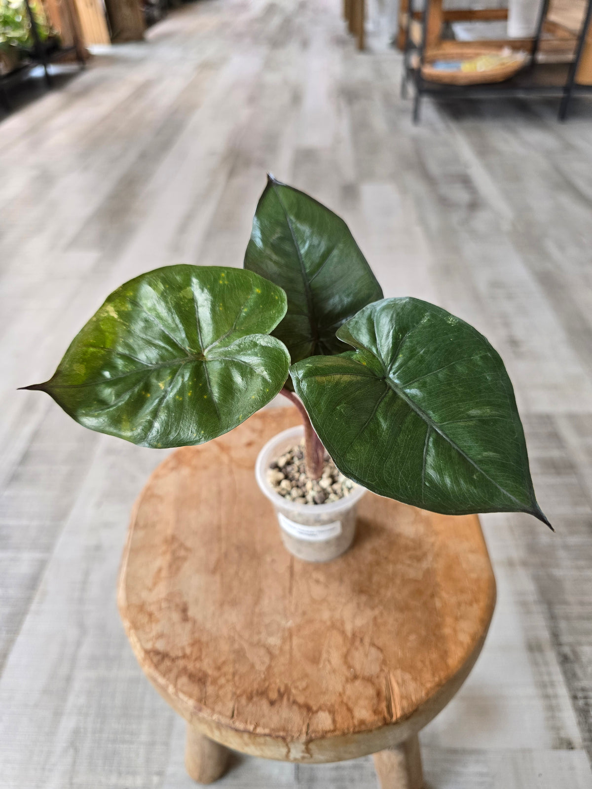 Alocasia Yucatan Princess (ex variegata)