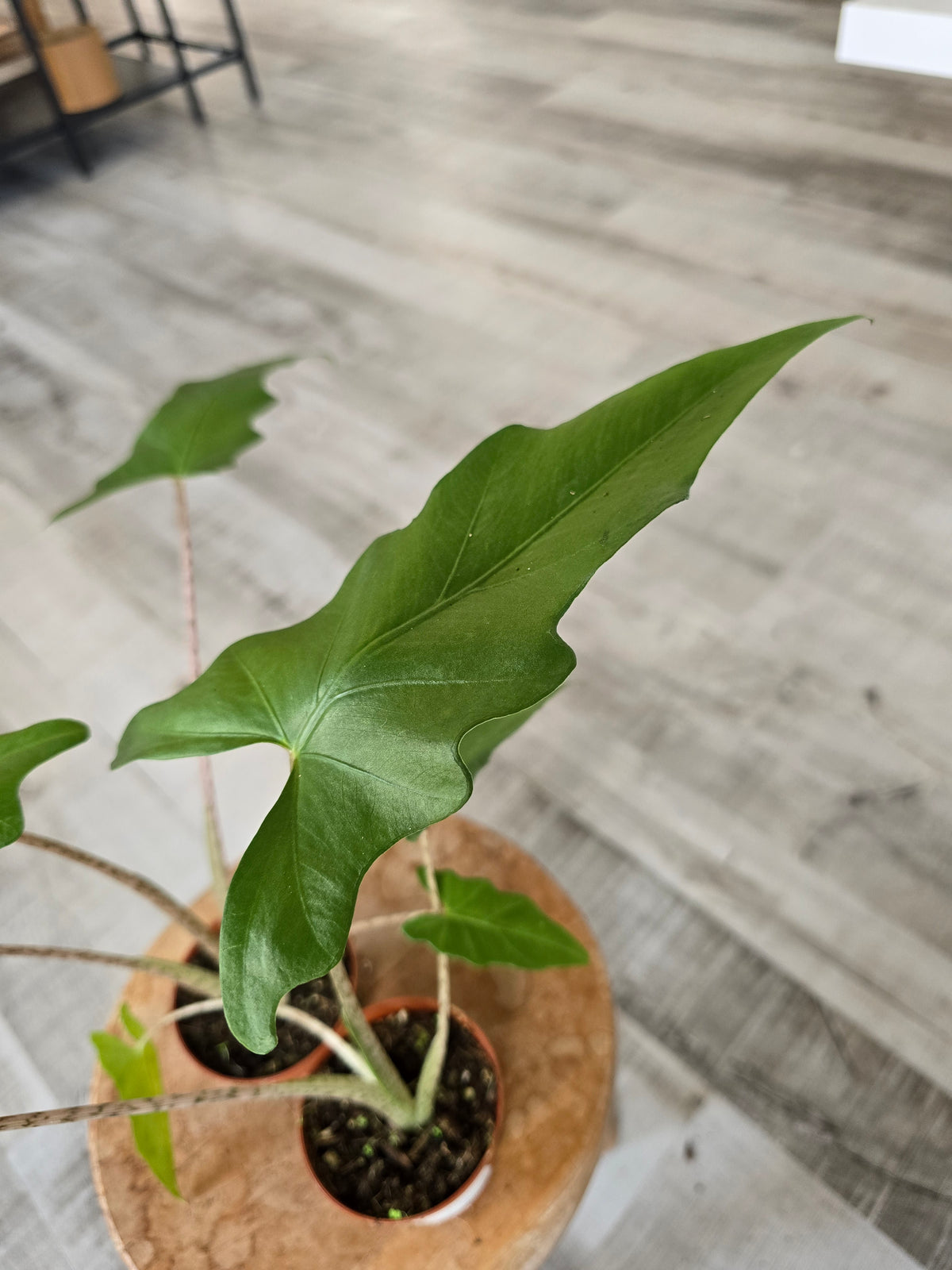 Alocasia Boa