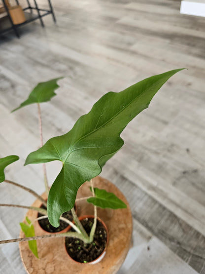 Alocasia Boa