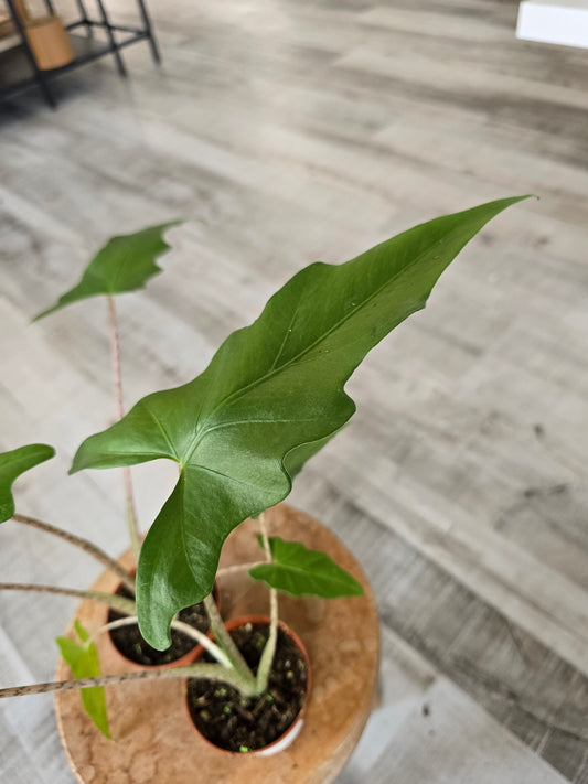 Alocasia Boa